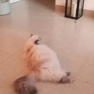 Looking for boot cut or flare jeans in Ontario